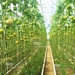 Topraklı domates sera kurulumu | Topraklı Domates Sera Maliyeti | Topraklı domates Sera Fiyatı | MAYSERA