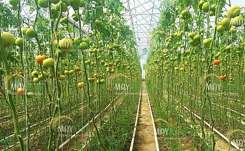 Topraklı domates sera kurulumu | Topraklı Domates Sera Maliyeti | Topraklı domates Sera Fiyatı | MAYSERA