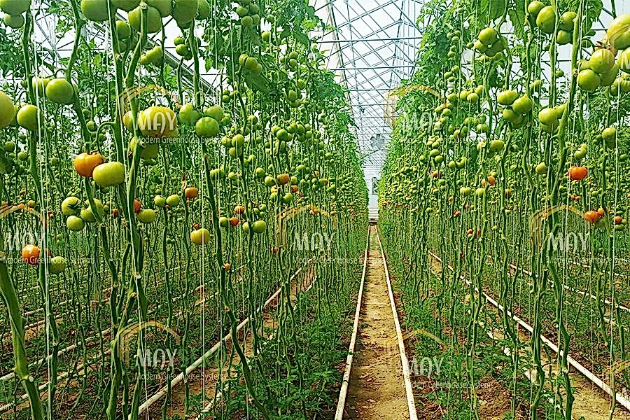Topraklı domates sera kurulumu | Topraklı Domates Sera Maliyeti | Topraklı domates Sera Fiyatı | MAYSERA