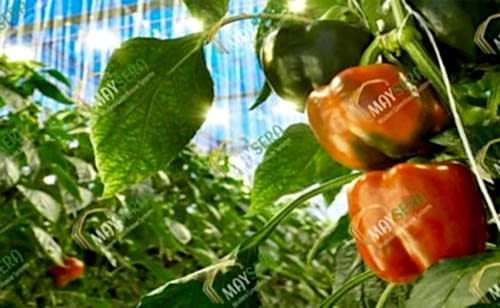 Topraklı biber sera kurulumu | MAYSERA
