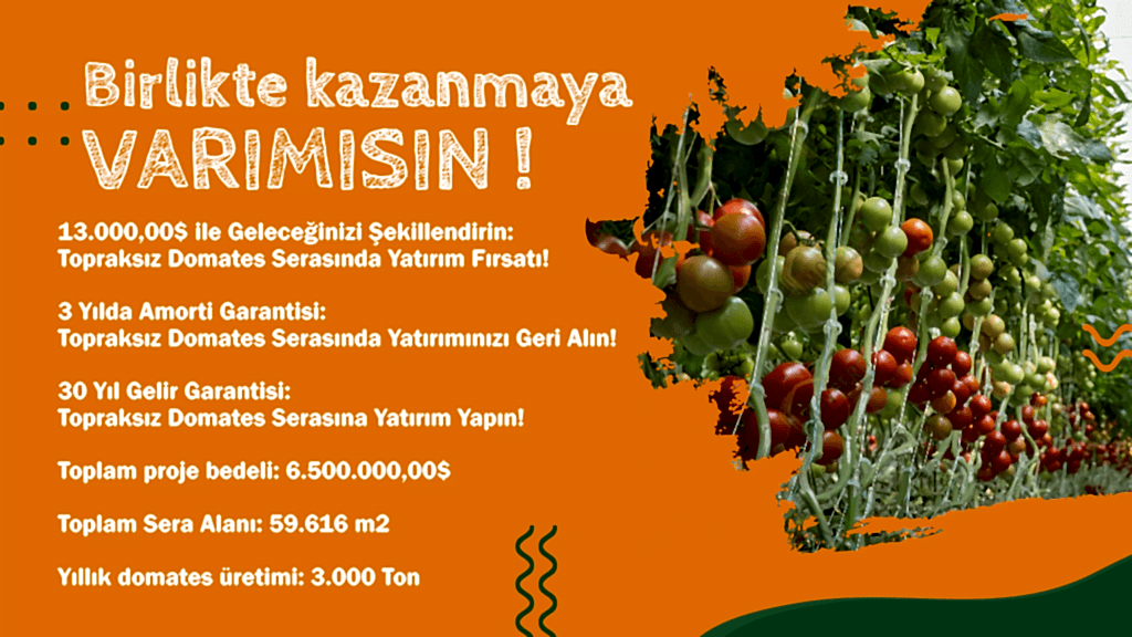 Topraksız Domates Serası Yatırım Projesi