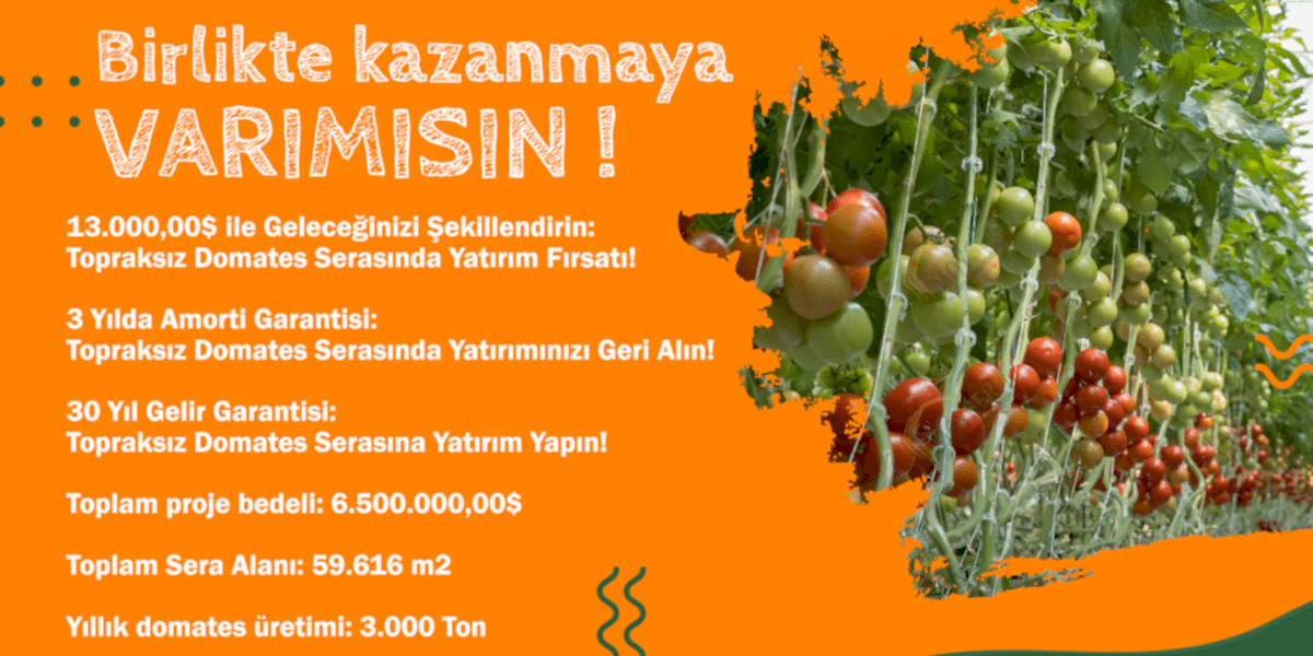 Topraksız Domates Serası Yatırım Projesi
