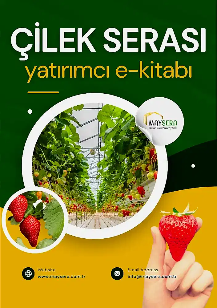 Çilek serası yatırımı ve verimli tarım üzerine kapsamlı bir rehber, çilek serası kurulumu, maliyet analizi, pazarlama stratejileri ve verimlilik yöntemlerini içeren bir tarım kılavuzu.